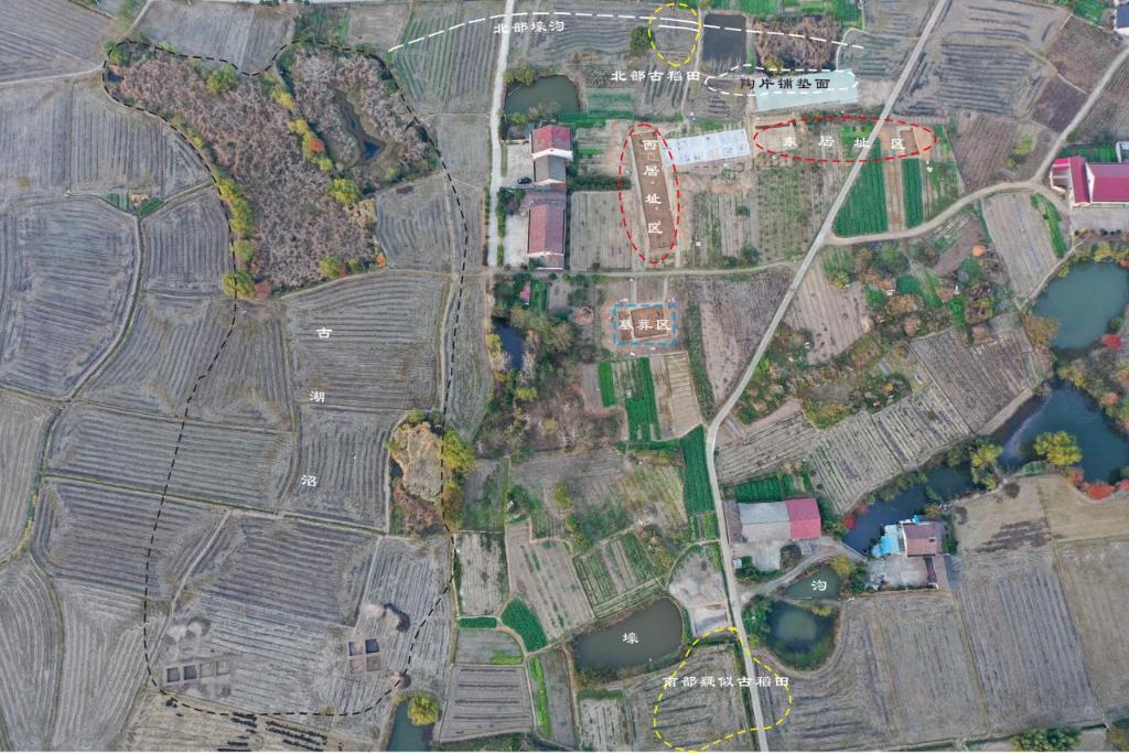 先民8000多年前就在种水稻不朽情缘手机