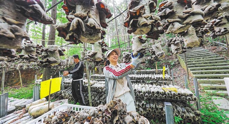高质量发展产业调研】林下生金mg不朽情缘游戏网站登录【(图3)