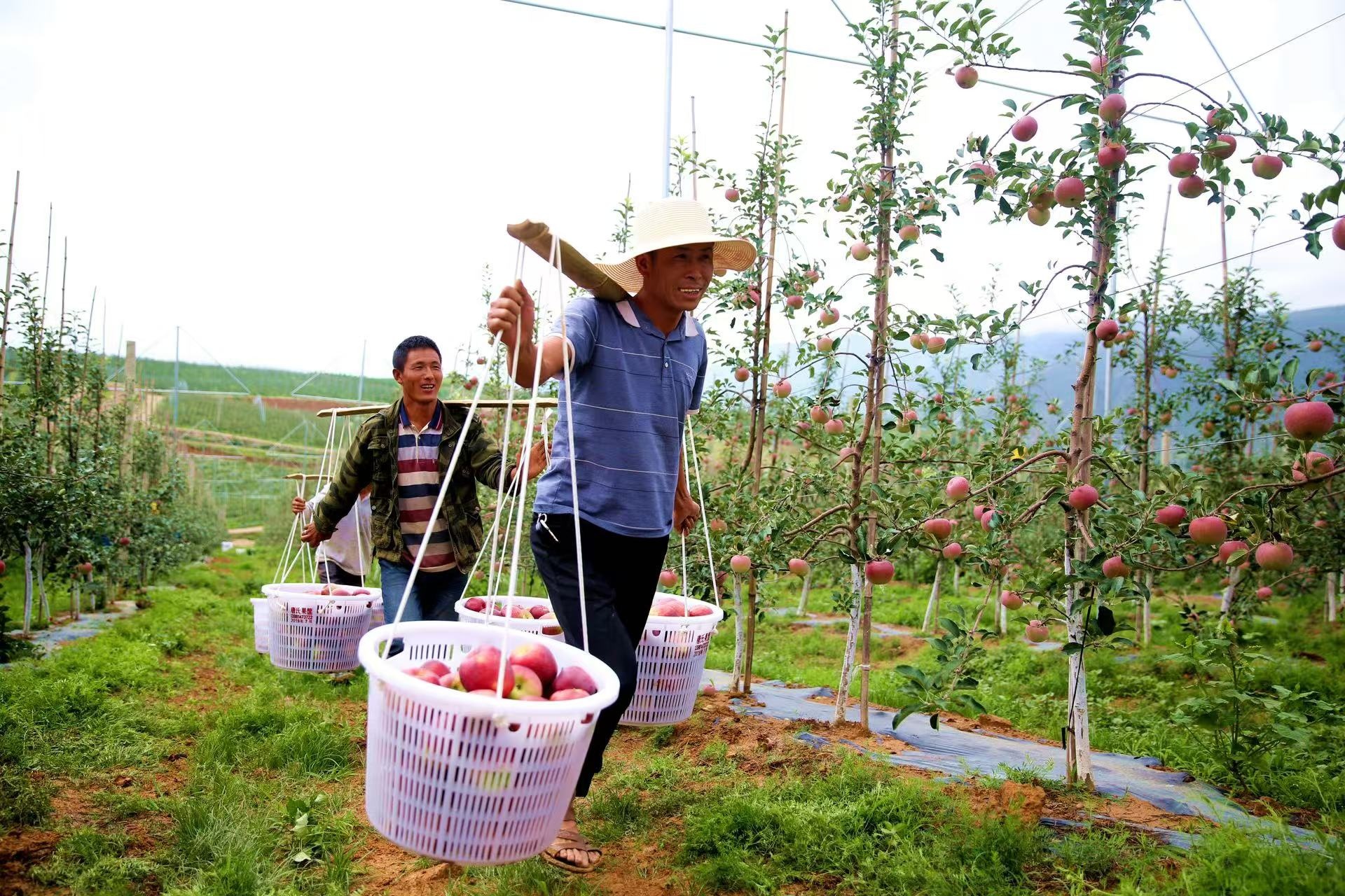 醇香酒 盐源苹果产业链再升级mg不朽情缘网站苹果“酿”出(图2) 醇香酒 盐源苹果产业链再升级mg不朽情缘网站苹果“酿”出(图2)